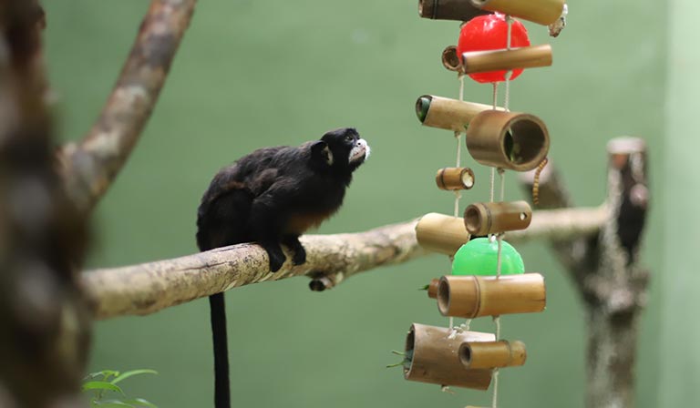 Small monkey on a branch watching hanging bamboo and colorful spheres.