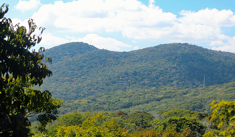 Lush green hills with scattered trees under a partly cloudy blue sky.