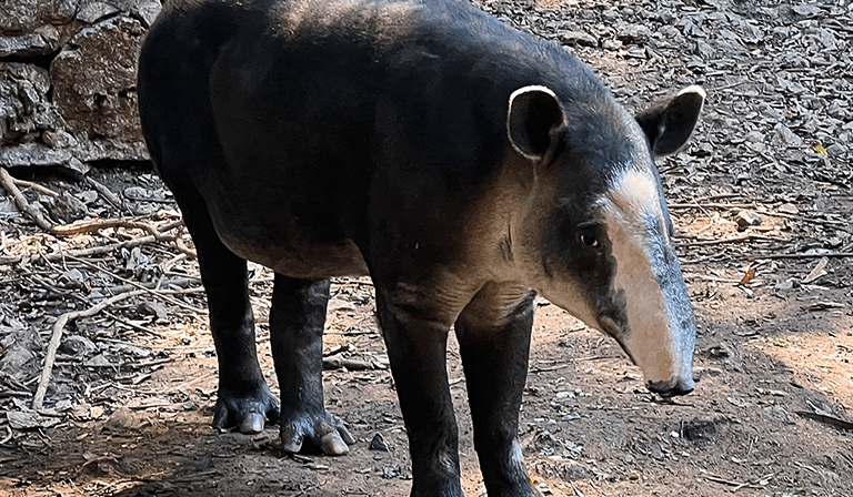 A tapir standing on a rocky, sunlit ground with ears perked.