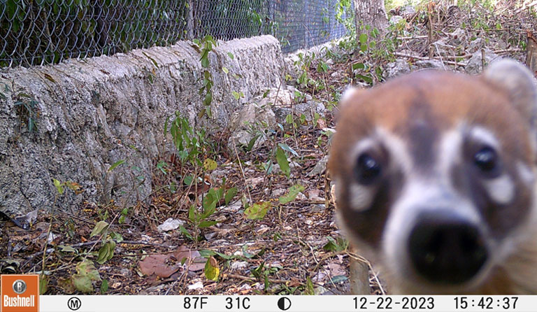 Curious animal with brown and white fur looking at the camera near a rocky edge and wire fence.