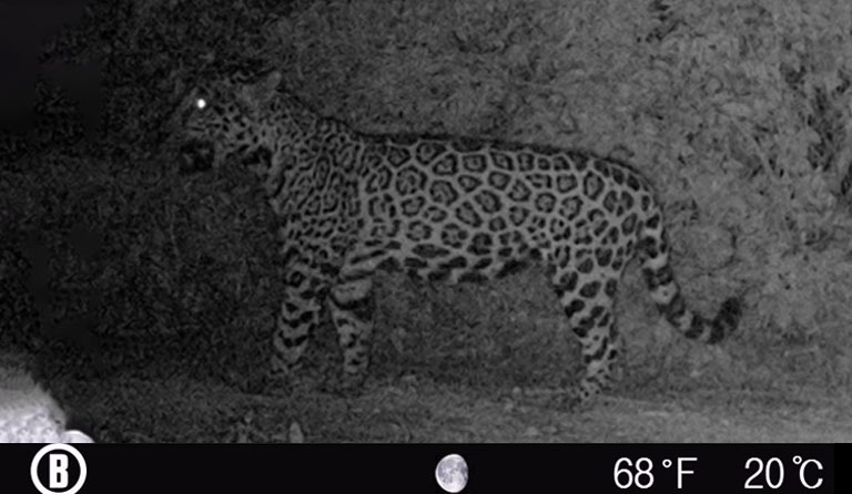 A jaguar at night with glowing eyes, surrounded by vegetation. Temperature: 68°F, 20°C, moon symbol visible.