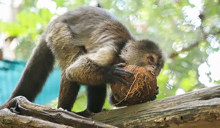 Monkey on branch holding a coconut, in a natural setting with green foliage.