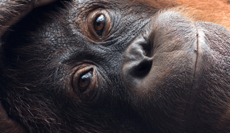 Close-up of an orangutan's face lying down, showing eyes and detailed fur.