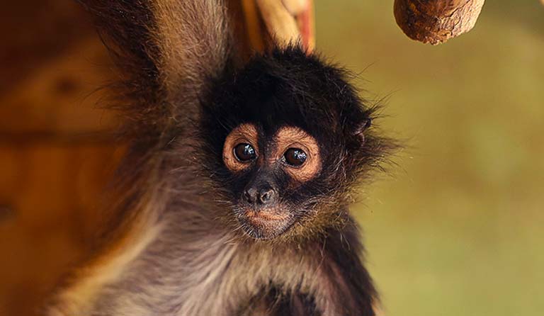 A spider monkey hanging from a branch, looking directly at the camera.