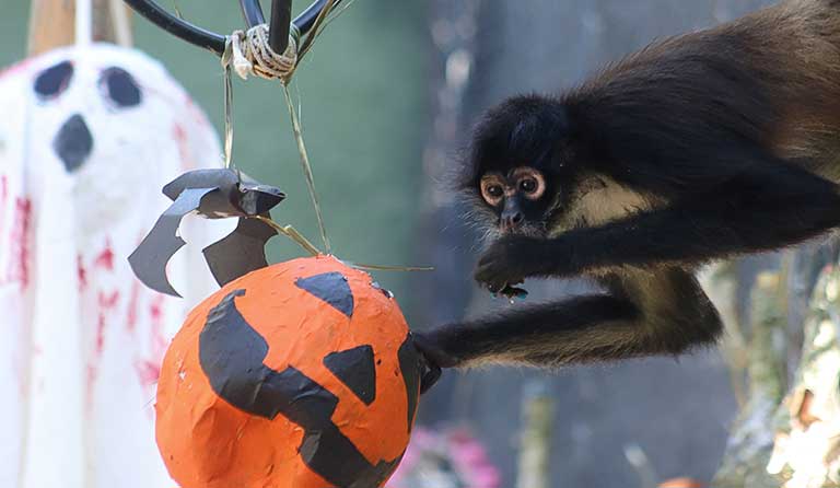 Monkey reaching for a paper mache pumpkin decoration with a ghost in the background.