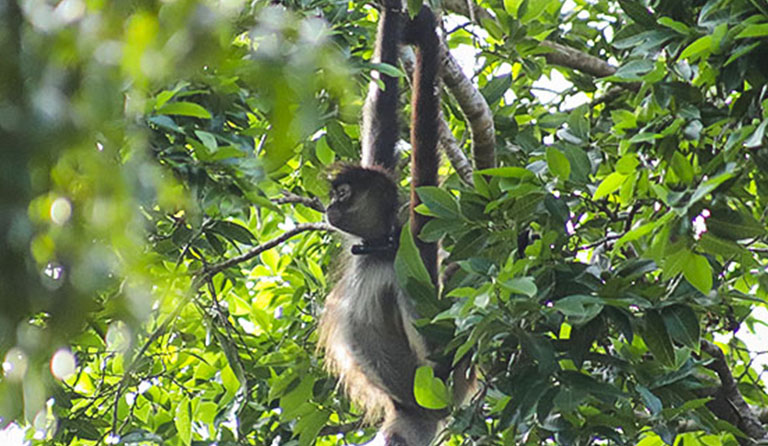 Monkey with collar hangs from tree branches amid lush green leaves.