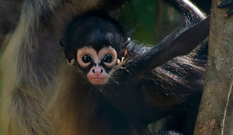 Close-up of a baby monkey with large eyes clinging to a branch.
