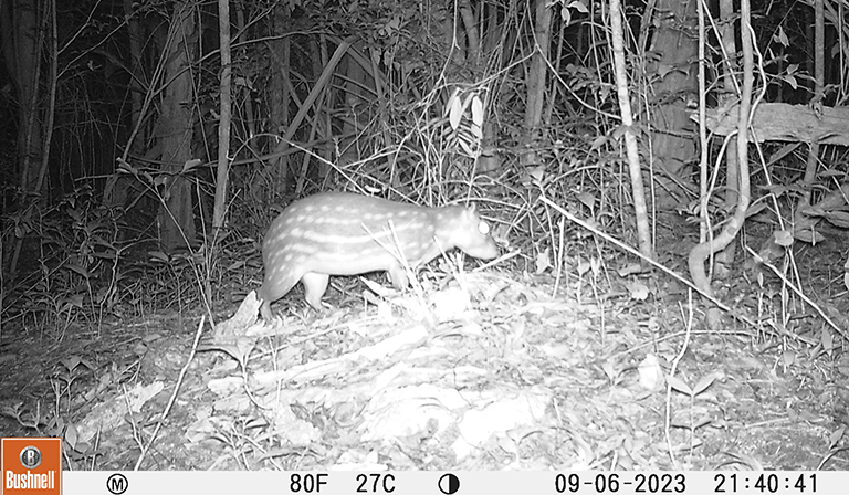 Nocturnal image of a small mammal with spots in a forest setting.