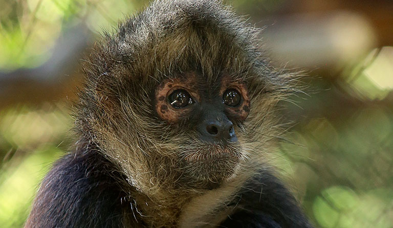 Close-up of a spider monkey with detailed facial features and fur.