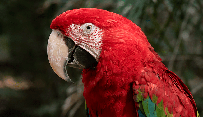 Close-up of a red parrot with green wing accents and a beige beak.