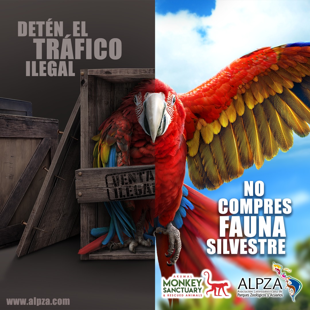 Parrot emerging from crate with messages against illegal wildlife trade in Spanish.