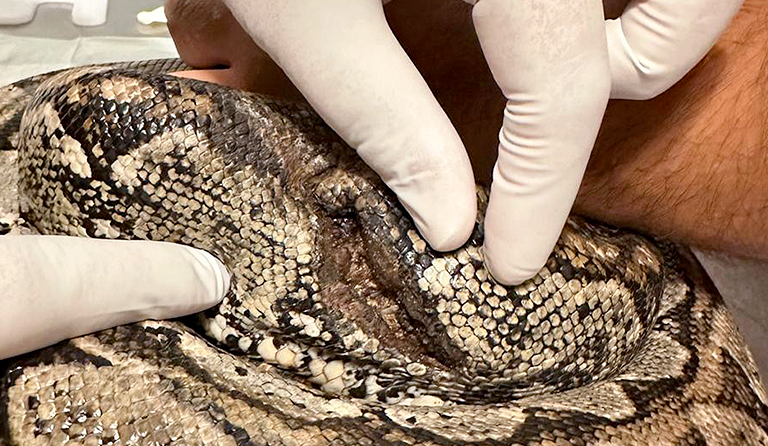 Hands with gloves examining a snake's patterned skin.