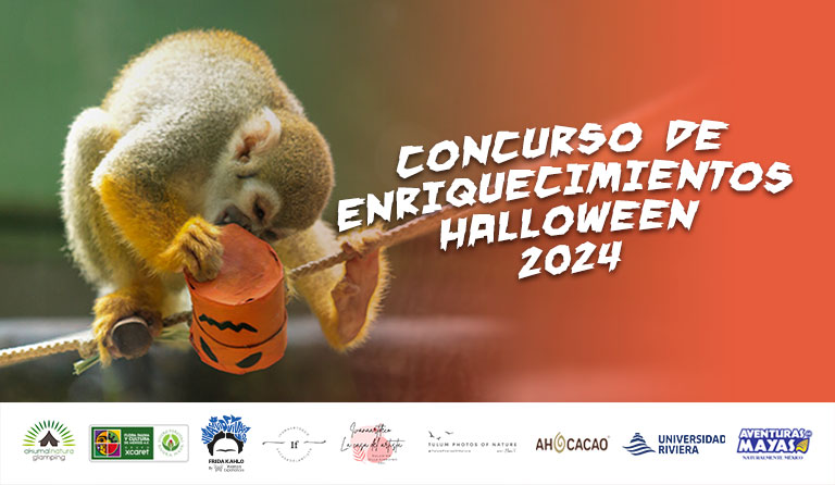 Squirrel monkey with a Halloween treat box; text: Concurso de Enriquecimientos Halloween 2024.