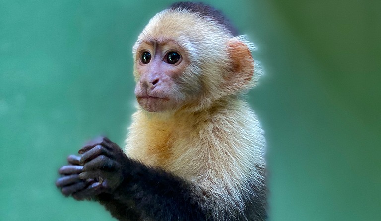 Capuchin monkey with a pensive expression against a green background.