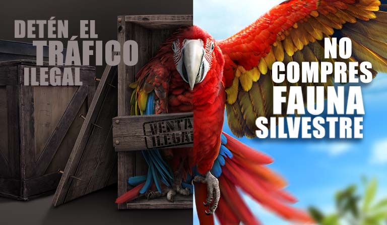 Split image of a macaw in a crate and flying free, with anti-trafficking messages in Spanish.