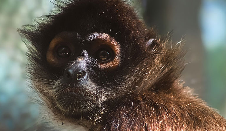 Close-up of a spider monkey with dark fur and light facial markings.