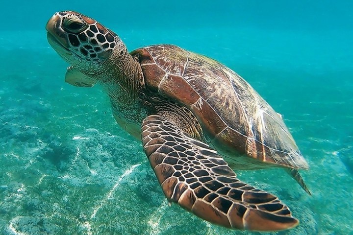Sea turtle swimming underwater with clear ocean background.