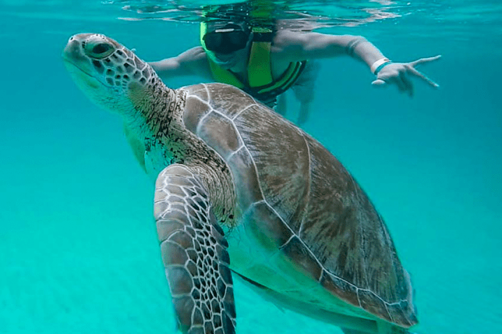 Person snorkeling next to a large sea turtle underwater.