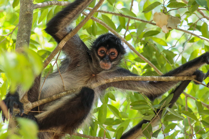 Spider monkey hanging from tree branches surrounded by green leaves.
