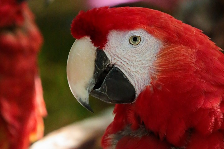 Close-up of a red parrot with a white face and dark beak.