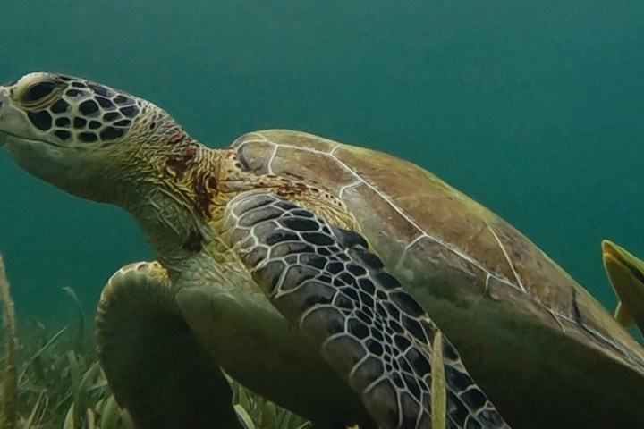 Sea turtle swimming near the ocean floor with sea grasses.