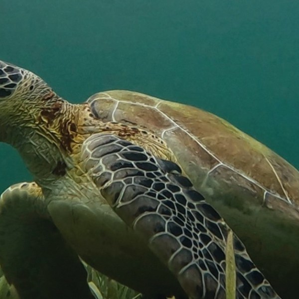 Sea turtle swimming near the ocean floor with sea grasses.