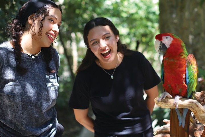 Two women smiling at a colorful parrot perched on a branch in a sunny forest.