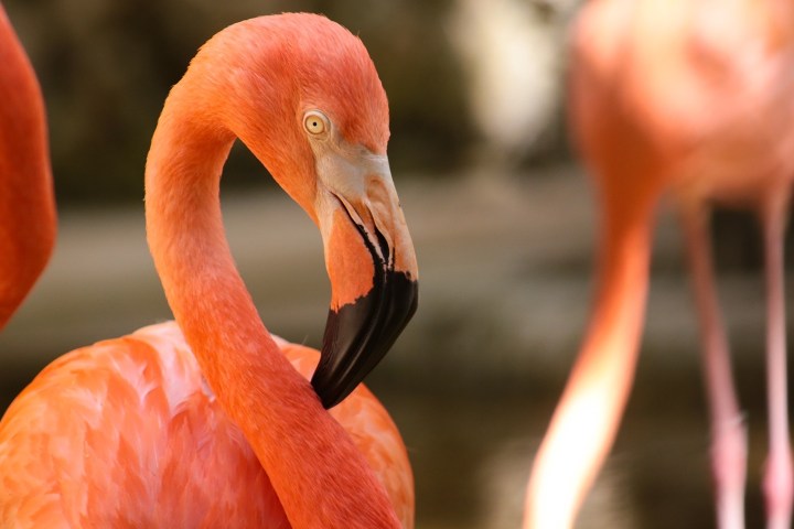 Close-up of a flamingo with a curved neck and orange-pink feathers.