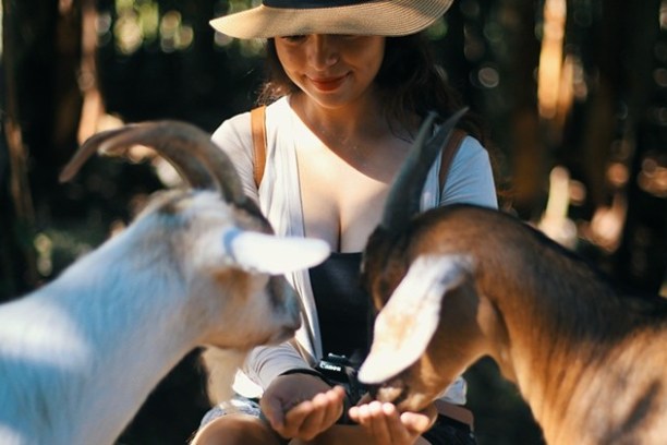 Woman in hat feeding two goats in a shaded outdoor setting.