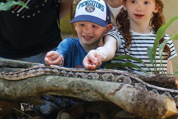 Two children touch a snake on a log, supervised by an adult, in a natural setting.