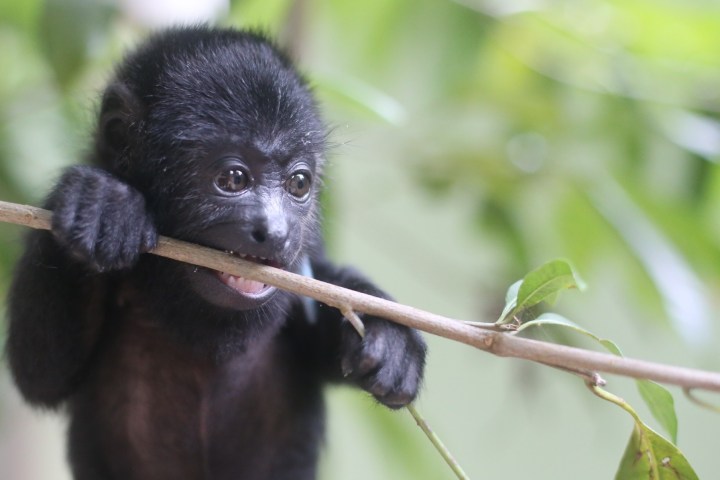 Young monkey biting a branch with green leaves in the background.