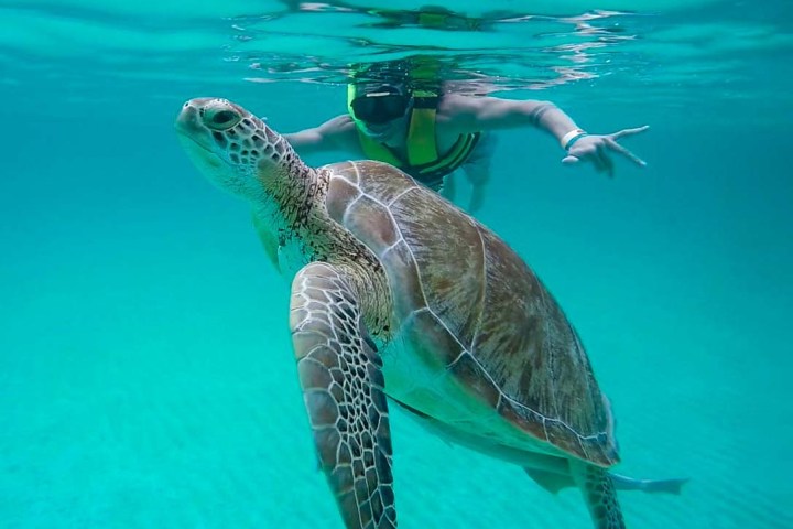 Person snorkeling near a large sea turtle in clear turquoise water.