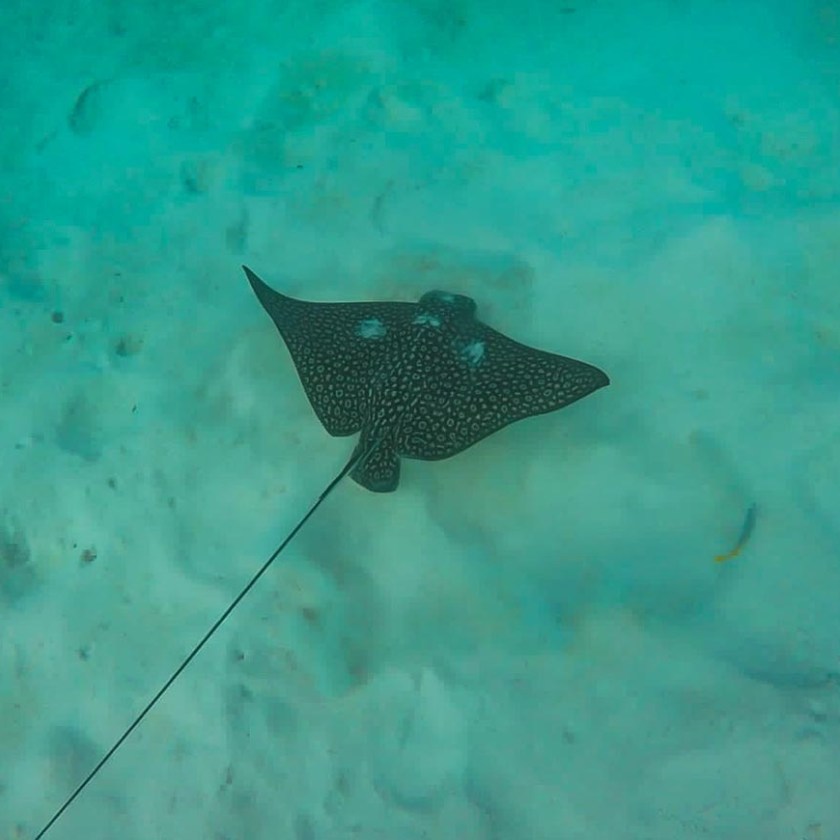 Spotted eagle ray swimming over sandy ocean floor underwater.
