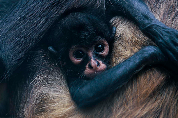 A baby spider monkey clutches its mother's fur, looking outward with large eyes.