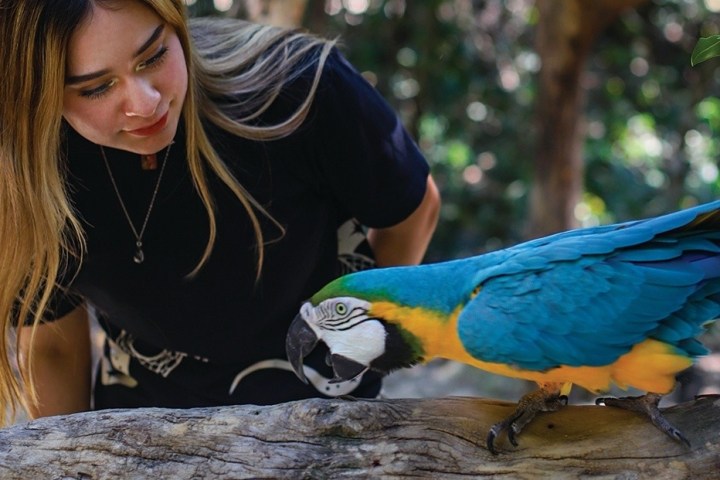 Person leaning towards a blue and yellow parrot perched on a branch outdoors.
