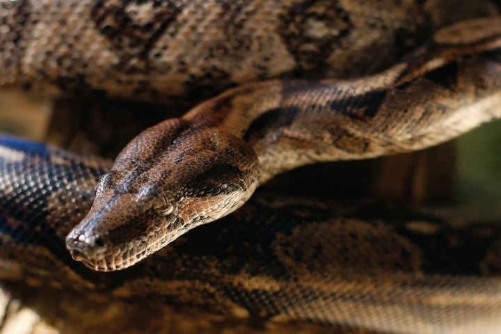 Close-up of a brown and black patterned snake coiled on a branch.