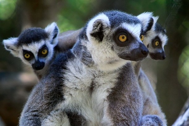 Three ring-tailed lemurs with large yellow eyes looking in different directions.