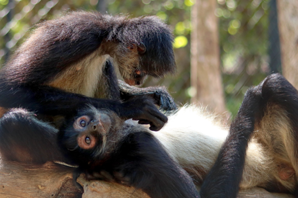 Two spider monkeys grooming each other while lying on a tree branch.