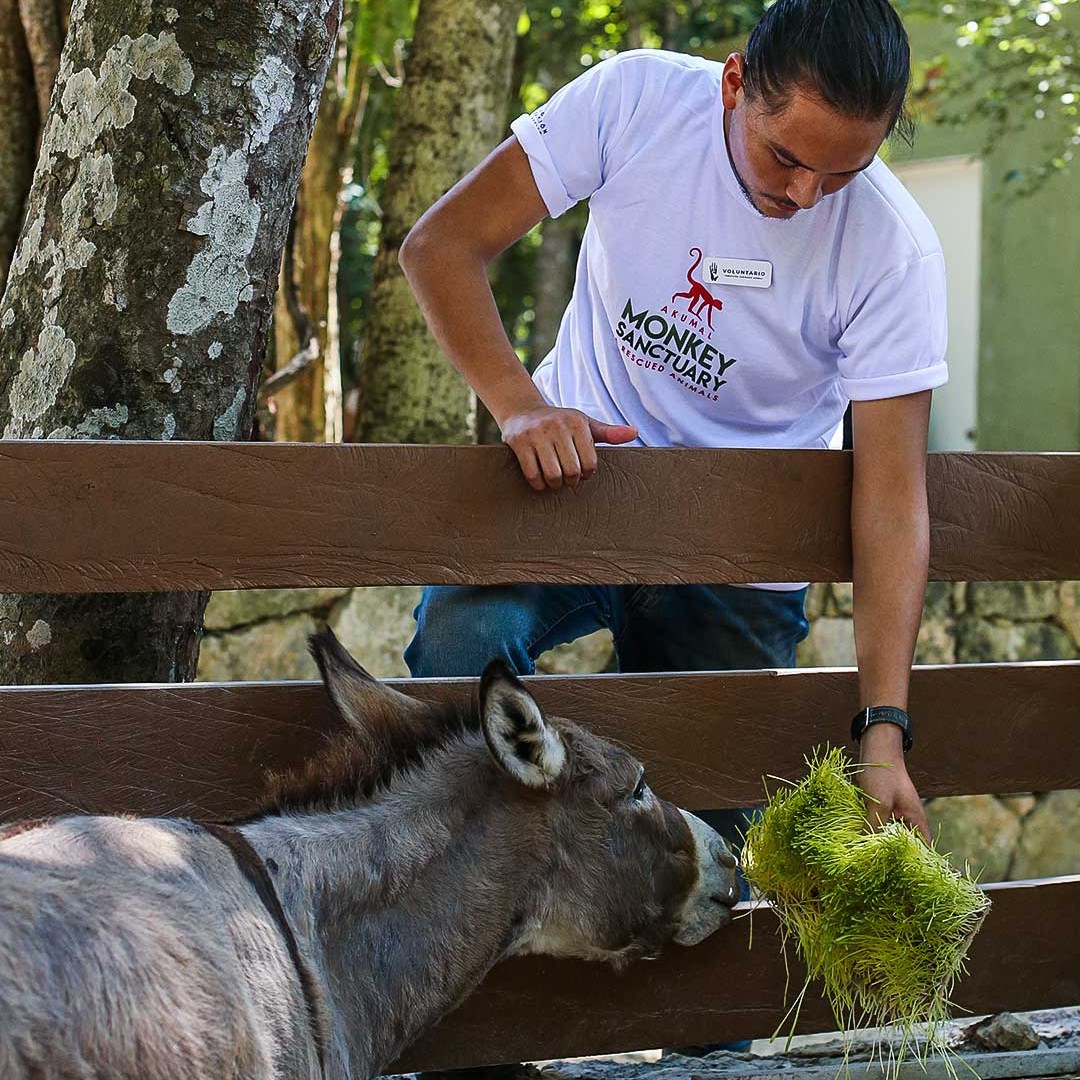 Person feeds a donkey grass over a wooden fence at a sanctuary.