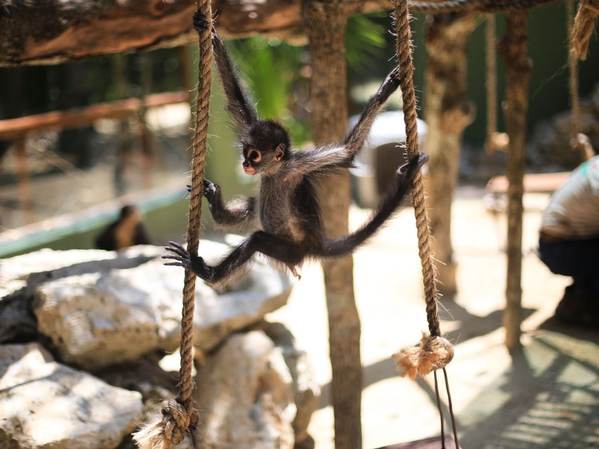 Young spider monkey hanging on ropes in a sunlit enclosure.