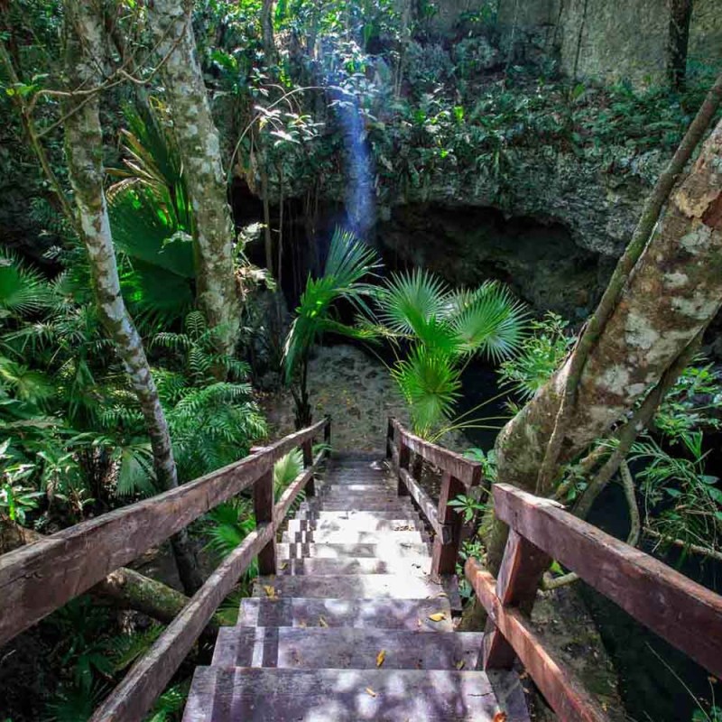 Wooden stairs leading down into a lush jungle cave with sunlight filtering through trees.