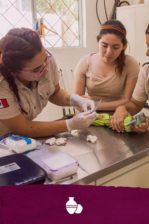 Two women treating an iguana on a veterinary table with medical supplies.