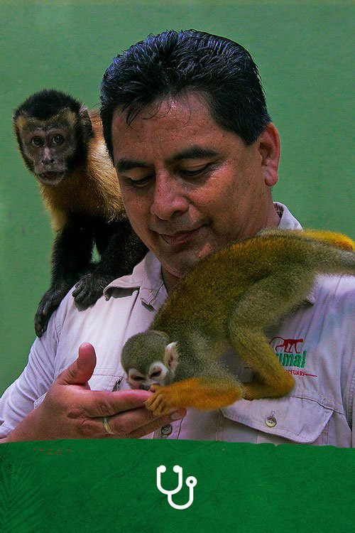 Person with two monkeys, one on shoulder and one on hand, green background.