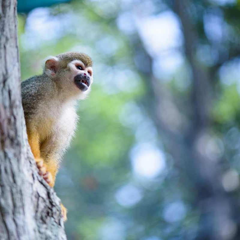 Squirrel monkey perched on a tree trunk with blurred green foliage background.