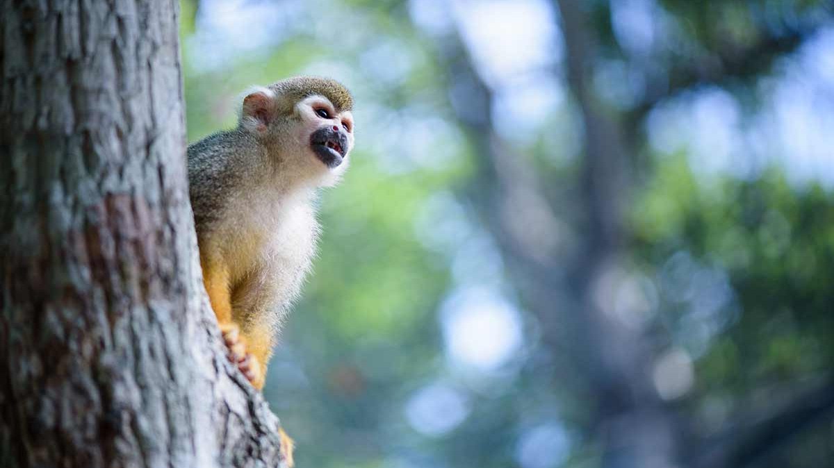 Squirrel monkey perched on a tree trunk with blurred green foliage background.