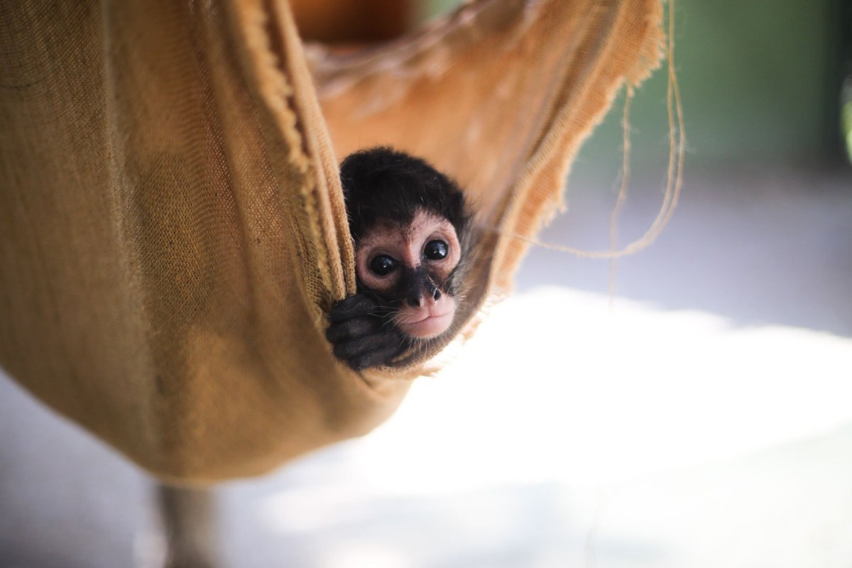 A monkey peeking out from a hammock.