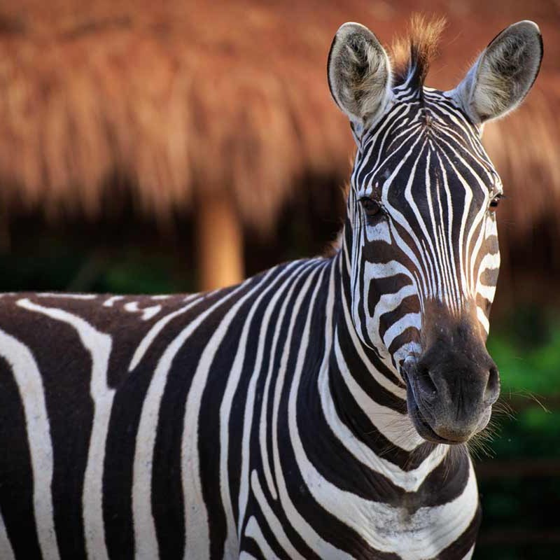Zebra facing forward with a thatched roof in the background.