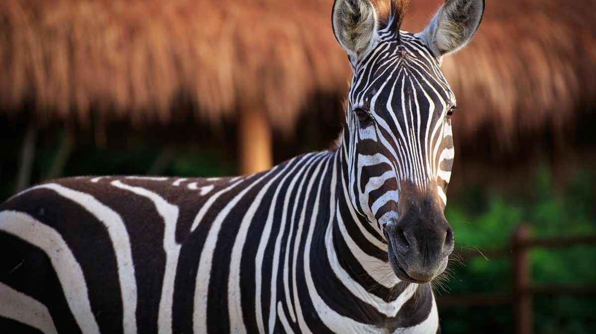 Zebra facing forward with a thatched roof in the background.