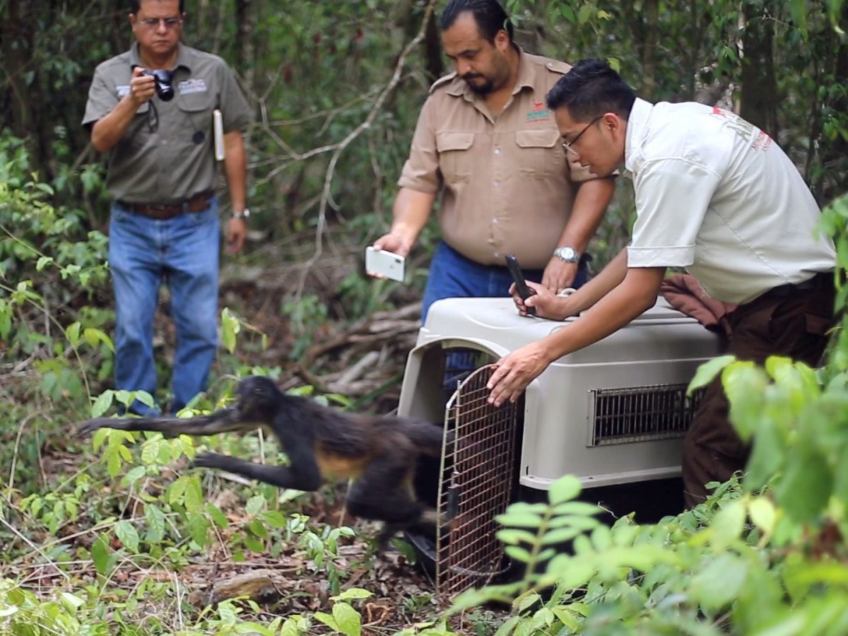 Three men release a monkey from a crate into a forest.