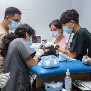 Veterinary team in masks performing surgery on a dog in an operating room.